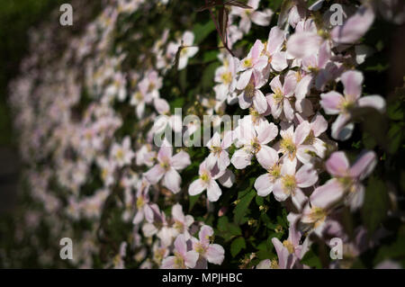 Clematis montana poussant dans un jardin de campagne anglaise traditionnelle à Thaxted Essex England UK en mai. Banque D'Images