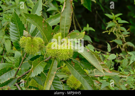 Vert Vert marron sont les fruits et les feuilles, selective focus - Castanea sativa Banque D'Images