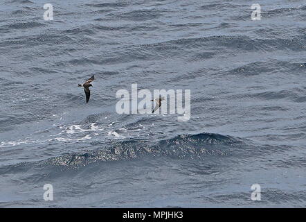 L'océanite tempête (Hydrobates leucorhous leucorhous) deux adultes en vol au-dessus de la mer Cap Vert, Océan Atlantique peut Banque D'Images