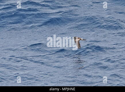 L'océanite tempête (Hydrobates leucorhous leucorhous) adulte en vol au-dessus de la mer Cap Vert, Océan Atlantique peut Banque D'Images