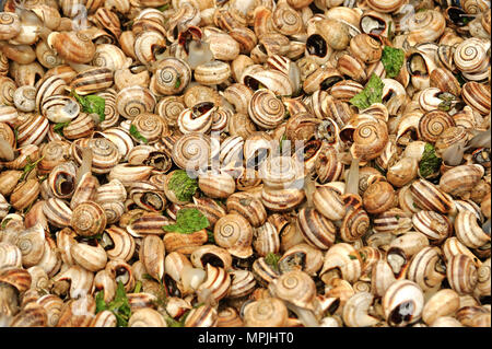 escargots Banque D'Images