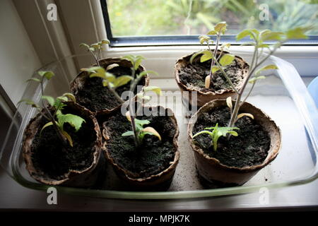 Petites plantes prêtes à être plantées. Banque D'Images