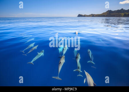 Spinner dolphin, Stenella longirostris, équitation, Chichi-jima, Bonin Islands, les îles d'Ogasawara, Site du patrimoine mondial de l'UNESCO, le Japon, l'Océan Pacifique Banque D'Images