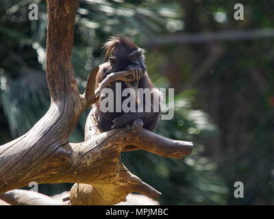 Petit Singe noir avec une laine sur sa tête est assis sur une épaisse branche d'un arbre sec, Tel Aviv, Israël. Banque D'Images