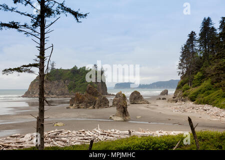 Troisième plage, côte Olympique, Washington State, USA Banque D'Images