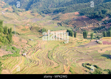 Terrasses de riz, SAPA, Vietnam Banque D'Images
