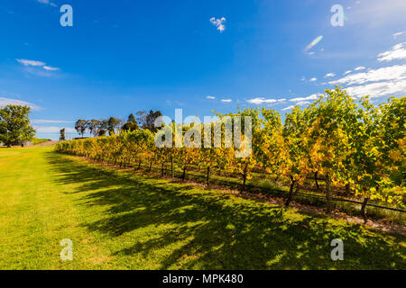 Couleurs d'automne dans un vignoble dans la région de Adelaide Hills Banque D'Images