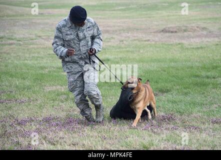 Airman Senior Brandon Proctor, 22e Escadron des Forces de sécurité de chien de travail militaire, marche avec l'IRAS, un MWD comme il traîne fièrement la morsure costume qui a été utilisé au cours de sa session de formation 23 Mars, 2017, à McConnell Air Force Base, Kan. L'IRAS a été autorisé à porter la veste comme une récompense pour faire ainsi. (U.S. Air Force photo/Navigant de première classe Erin McClellan) Banque D'Images