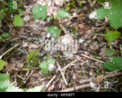 Close up de grande araignée avec duvet blanc ; Essex ; Angleterre ; uk Banque D'Images