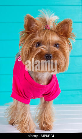 Yorkshire Terrier dans un chandail rose sur un fond de mur bleu Banque D'Images