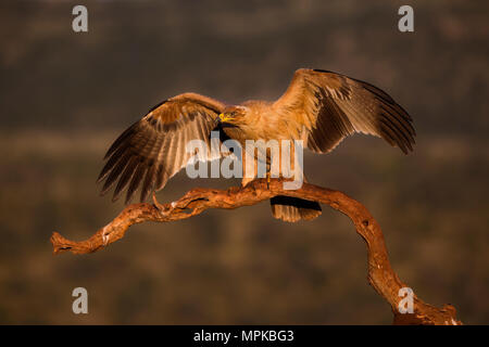 Aigle atterrissage sur une branche avec des ailes déployées Banque D'Images