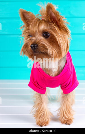 Yorkshire Terrier dans un chandail rose sur un fond de mur bleu Banque D'Images