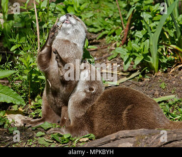 Les loutres petit (aonyx cinerea) jouant avec un caillou Banque D'Images