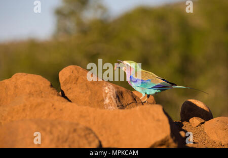 Lilac-breasted Roller Tossing un insecte avant de le manger. Banque D'Images