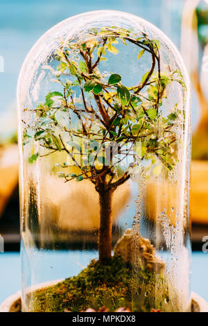 Bonsaï arbre décoratif terrarium en verre à l'intérieur Banque D'Images