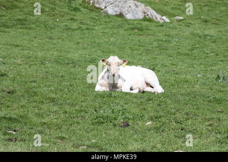 Vache crémeux sur le terrain pose le contact visuel. Banque D'Images
