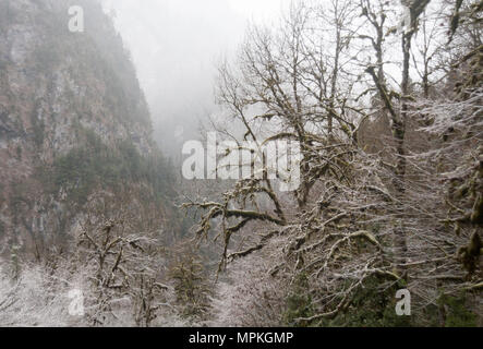 Arbres couverts de givre, dans une gorge de montagne en Abkhazie Banque D'Images