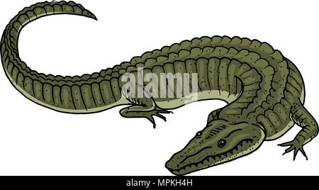 Green Crocodile, alligator Amphibiens Reptiles. Des animaux tropicaux. Dessinés à la main, gravée dans old vintage croquis. Vector illustration. Illustration de Vecteur