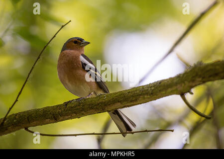 Chaffinch mâle sur un perchoir dans un bois à RSPB Fowlmere Banque D'Images