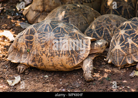 Groupe de tortue se reposant sous un arbre dans l'ombre les jours ensoleillés. Banque D'Images