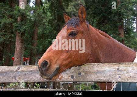 Portrait d'un cheval avec la crinière noire, la tête sur une clôture en bois à gauche de l'auditoire. Banque D'Images