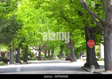 Haut ambre liquide, communément appelé sweet gum tree, ou American sweet gum tree, doublure d'un ancien quartier dans le Nord de la Californie. Printemps, été beg Banque D'Images