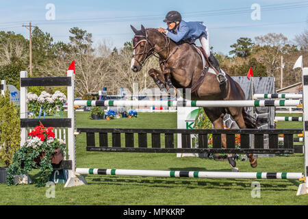 Montrez les chevaux qui sautent dans la Gulf Coast Winter Classic au centre équestre du comté de Harrison à Gulfport, Mississippi Banque D'Images