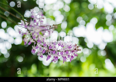 Purple White Orchid sur fond flou vert Banque D'Images