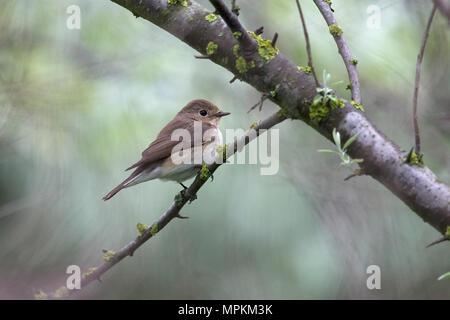 Red-breasted Flycatcher (Ficedula parva) Banque D'Images