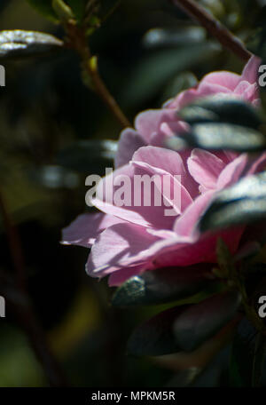 Camellia rose dans un jardin de Devon Banque D'Images