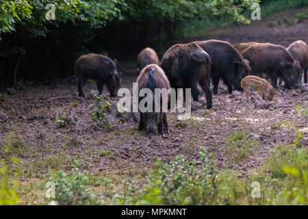 La population de porcs, truies et porcelets d'enracinement de l'alimentation Banque D'Images
