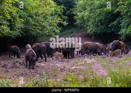 La population de porcs, truies et porcelets d'enracinement de l'alimentation Banque D'Images