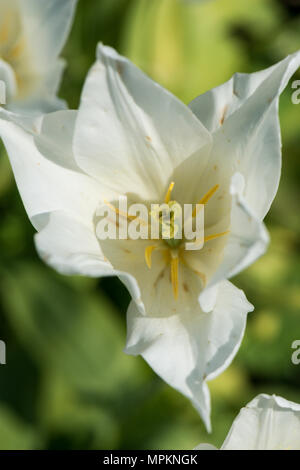 Une tulipe blanche vue d'en haut Banque D'Images