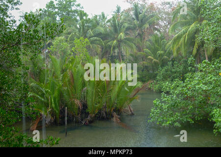 La pluie tropicale au-dessus de rivière qui traverse les forêts tropicales à l'île de Thaïlande Koh Kood Banque D'Images