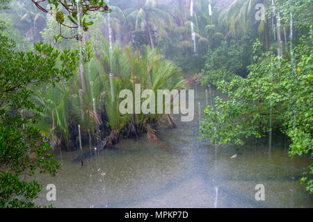 La pluie tropicale au-dessus de rivière qui traverse les forêts tropicales à l'île de Thaïlande Koh Kood Banque D'Images