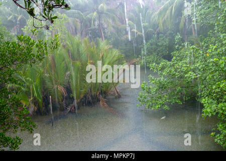 La pluie tropicale au-dessus de rivière qui traverse les forêts tropicales à l'île de Thaïlande Koh Kood Banque D'Images