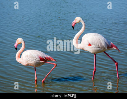 Flamant rose (Phoenicopterus roseus). Une plus grande paire de flamants roses dans le Parc ornithologique du Pont de Gau, Camargue, Provence, France. Banque D'Images