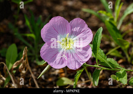 Mexicain unique en fleurs (Primrose Oenothera speciosa), c'est accentué avec pétales de roses délicates des rayures rouges. Aussi appelé l'Onagre. Banque D'Images