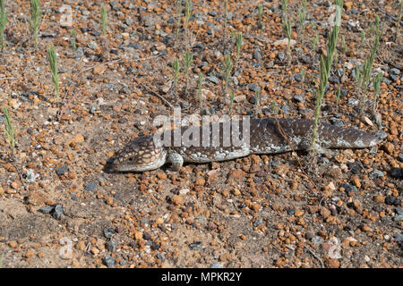 Shingleback Lizard, Tiliqua rugosa, photo a été prise dans le Parc National de la rivière Fitzgerald, de l'Australie Banque D'Images