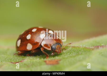 Spot Ladybird crème (Calvia) quattuordecimguttata assis sur feuille. Tipperary, Irlande Banque D'Images