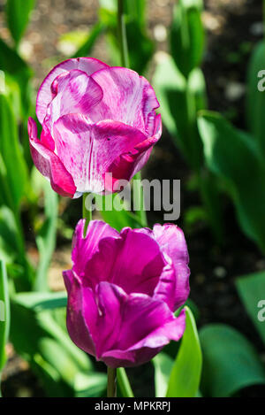 Rose-pourpre, deux fleurs tulipes au printemps Banque D'Images