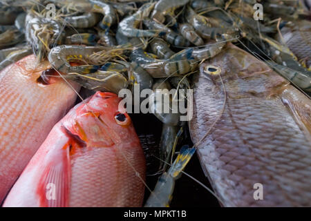 Poisson frais dans le marché de près. Banque D'Images