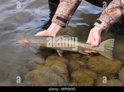 Fly fisherman's mains libérant de grandes truites arc-en-ciel Banque D'Images