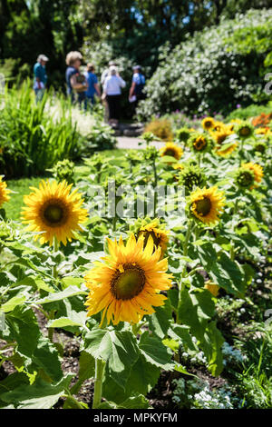 Québec Canada,canadien,Amérique du Nord,américain,Université Laval,jardin Roger Van den Hende,jardin botanique,tournesol,université,collège,campus,vi Banque D'Images