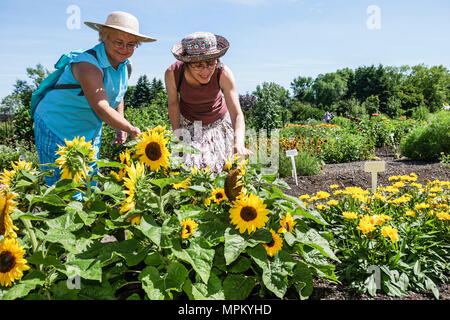 Québec Canada,Université Laval,jardin Roger Van den Hende,jardin botanique,femmes,tournesol,université,collège,campus,Canada070710114 Banque D'Images