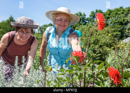 Québec Canada,Université Laval,jardin Roger Van den Hende,jardin botanique,femmes,fleur,fleur,fleur,université,collège,campus,Canada070710119 Banque D'Images