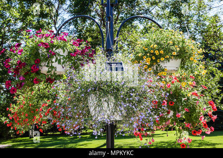 Québec Canada,canadien,Amérique du Nord,américain,Université Laval,jardin Roger Van den Hende,jardin botanique,fleurs,Lopelia,panier suspendu, Banque D'Images