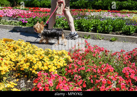 Québec Canada,canadien,Amérique du Nord,américain,Université Laval,jardin Roger Van den Hende,jardin botanique,fleurs,Yorkshire terrier,chien d Banque D'Images