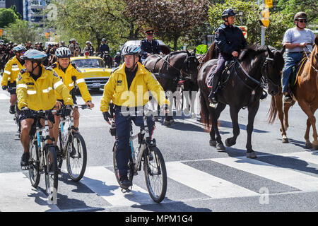 Toronto Canada,University Avenue,police Equestrian Day,police montée,sécurité publique,police,cheval,animal,parade,officier,scène de rue,vélo p Banque D'Images