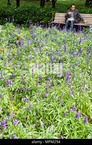 Toronto Canada, rue King est, rue St. Saint James Park,jardin,paysage,salvia pourpre,fleurs lit,horticulture,homme hommes adultes hommes,manger l Banque D'Images